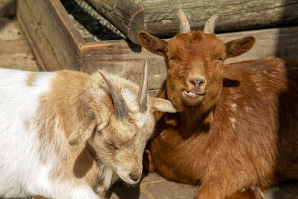 Two goats enjoy the sun in front of the stable