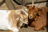Two goats enjoy the sun