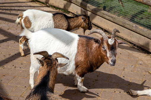 Two goats enjoy the sun in front of the stable
