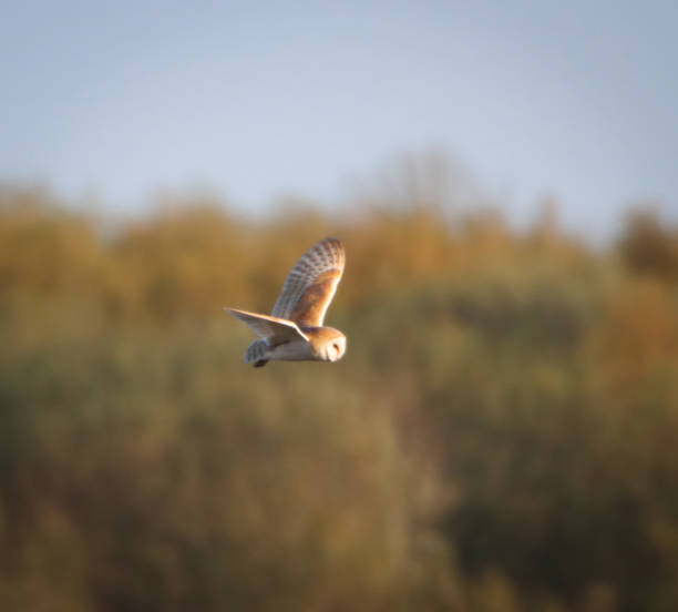 istock A Barn Owl in flight at sunset 2149562145