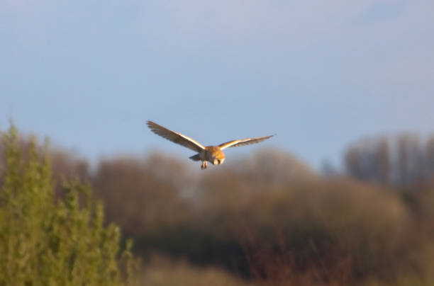 istock A Barn Owl in flight at sunset 2149562159