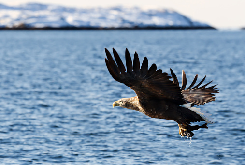Close-up of a White-tailed sea Eagle (Haliaeetus albicilla), catching a fish, Norway.