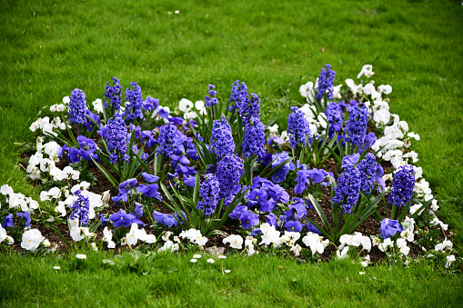 Blau-weiß Bepflanzung mit Hyazinthen und Hornveilchen