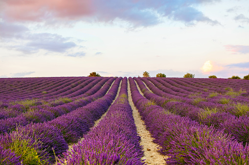 Beautiful blooming purple lavender fields near Valensole in Provence, France. Typical traditonal provencal landscape on sunset with blossoming flowers. Warm light.