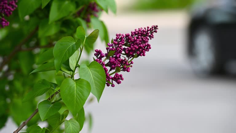 beautiful lilac flowers branch on a green background, natural spring background, soft selective focus.