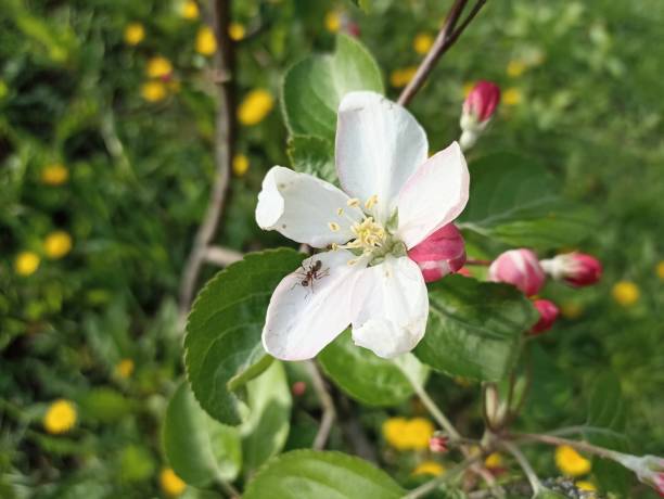 An apple is an edible fruit produced by an apple tree (Malus domestica). Blossom