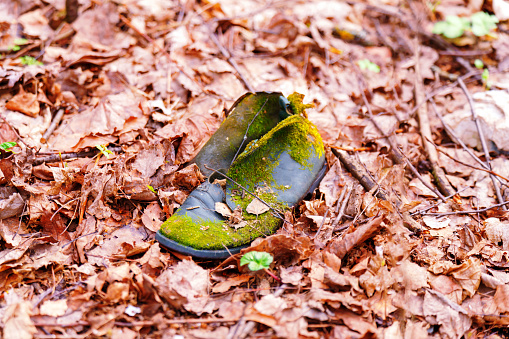 An old shoe overgrown with green moss on red leaves