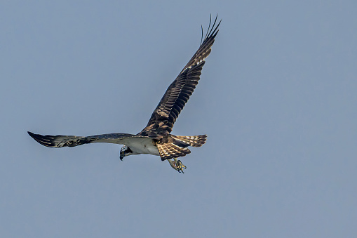 Flying osprey (Pandion haliaetus) against a blue sky.