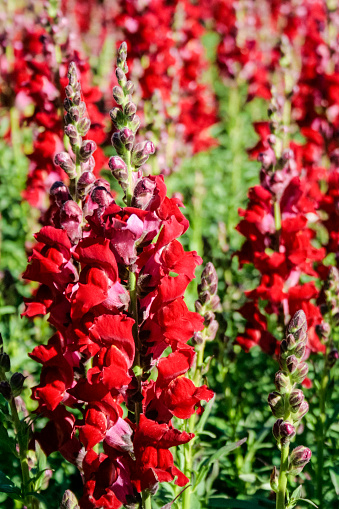 Common Snapdragon flowers in British Columbia, Canada.
