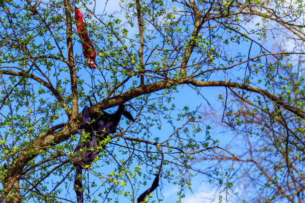 Clothes hanging on a tree after a hurricane