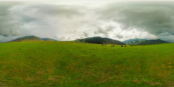 360 by 180 degrees spherical panorama of a herd of cows peacefully grazing in a green grassland with mountains in the background under a cloudy sky, creating a beautiful natural landscape