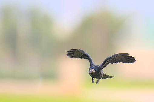 Close-up shot of a rook flying