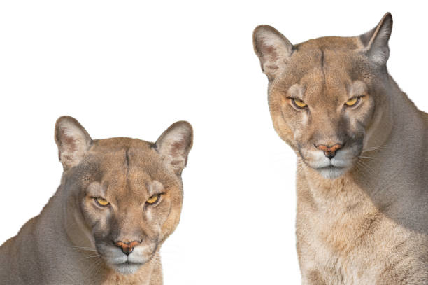 The cougar, Puma concolor,  also known as the puma, mountain lion, catamount, or panther, is a large cat native to the Americas, second only in size to the stockier jaguar. Utah