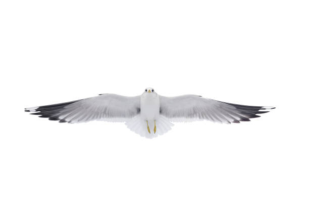 istock Herring gull in flight isolated on white background 2149565288
