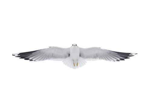 Herring gull in flight isolated on white background
