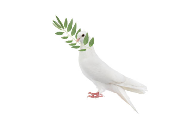 istock White dove  with olive branch in its beak isolated on white background 2149565311