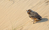 Pharaoh eagle owl in Moroccan Western Sahara stock photo