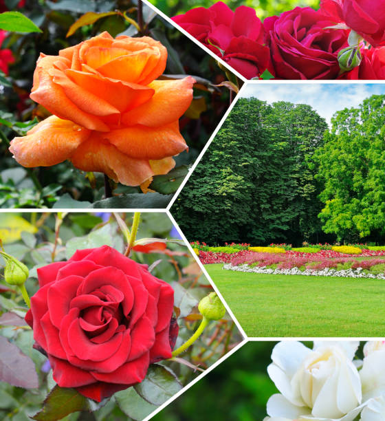 Beautiful rose flower in the summer garden. Collage.