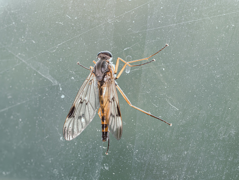 Detailaufnahme einer Fliege auf einer Glasscheibe.