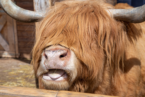 Close-up of the face of a Scottish Highland cattle