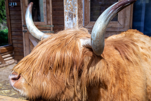 Scottish Highland cattle or Kyloe