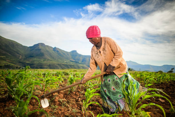istock Senior woman working the land 2149566719