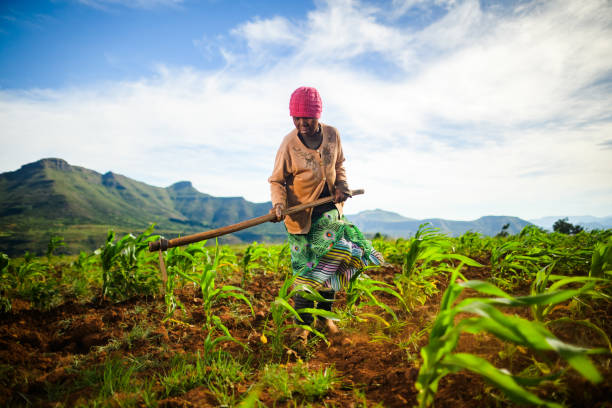 istock African woman working on her farm 2149566789