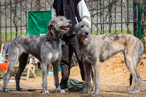 The Irish Wolfhound is a breed of large sighthound that has, by its presence and substantial size, inspired literature, poetry and mythology