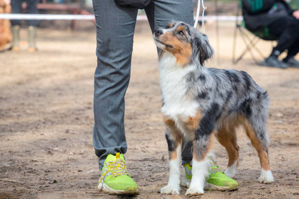 istock Border collie dog posing at a dog show 2149567731