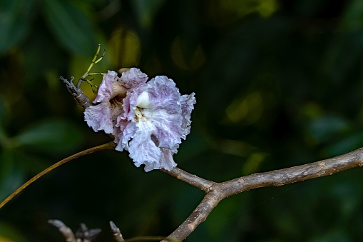 Flowers of a rosy trumpet tree, Tabebuia rosea, Costa Rica.