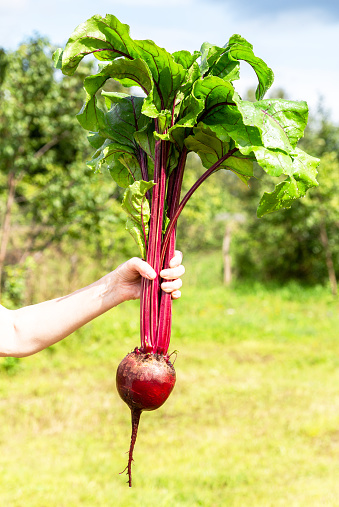 Big fresh organic beet in the woman hand on a green natural unfocused background in sunny day