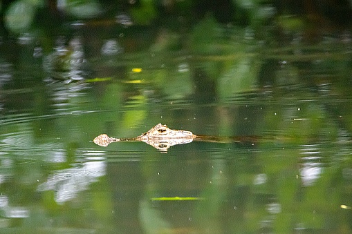 Head of a spectacled caiman, Caiman crocodilus, in dark water, Costa Rica.