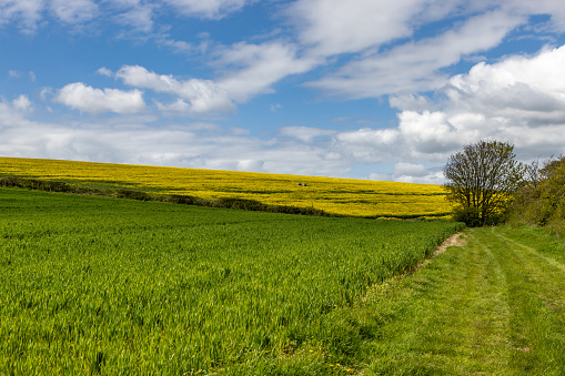Cereal crops and oilseed rape in the Sussex countryside, on a sunny spring day