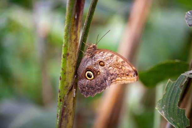 Close-up of a Caligo genus butterfly with intricate patterns on its wings perched on a green leaf, showcasing nature's beauty.