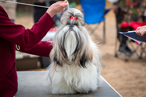 The Shih Tzu  is a toy dog breed originating from Tibet and having been bred from the Pekingese and the Lhasa Apso.