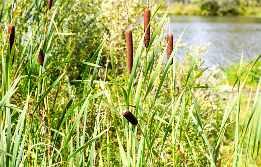 Bulrushes, or cattails on the forest lake in sunny day
