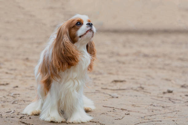 istock Cavalier King Charles Spaniel on a walk in the park, playing on a sandy field 2149569234