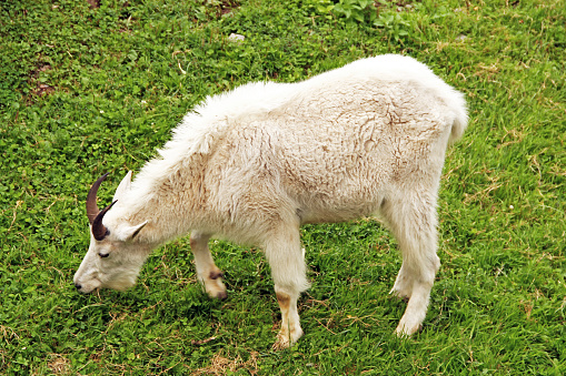White mountain goat (Oreamnos americanus)