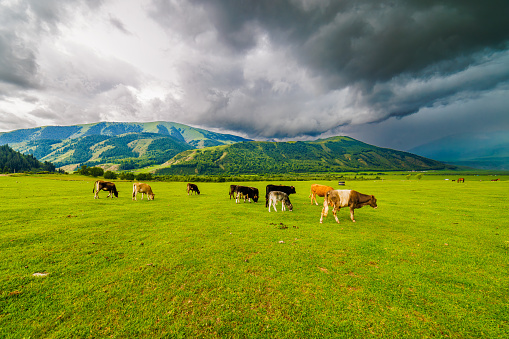 A herd of cows peacefully grazing in a green grassland with mountains in the background under a cloudy sky, creating a beautiful natural landscape