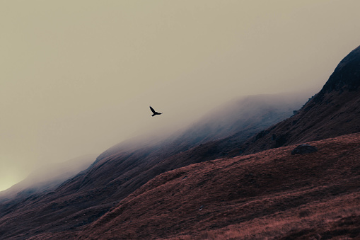 A bird flying in the Scottish Highlands