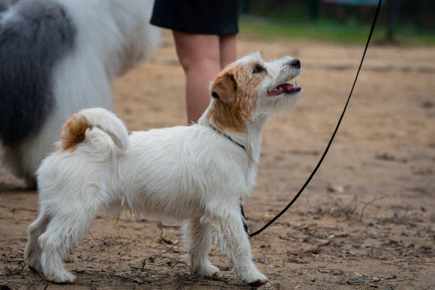 istock Jack Russell terrier at a dog show . 2149570338
