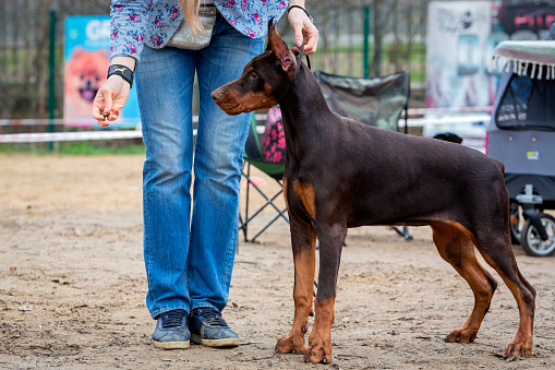 The Dobermann  or Doberman Pinscher in the U.S. and Canada, is a medium-large breed of domestic dog that was originally developed around 1890 by Louis Dobermann, a tax collector from German