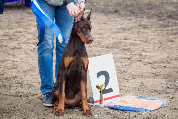 Doberman Portrait