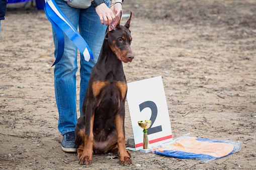 The Dobermann  or Doberman Pinscher in the U.S. and Canada, is a medium-large breed of domestic dog that was originally developed around 1890 by Louis Dobermann, a tax collector from German
