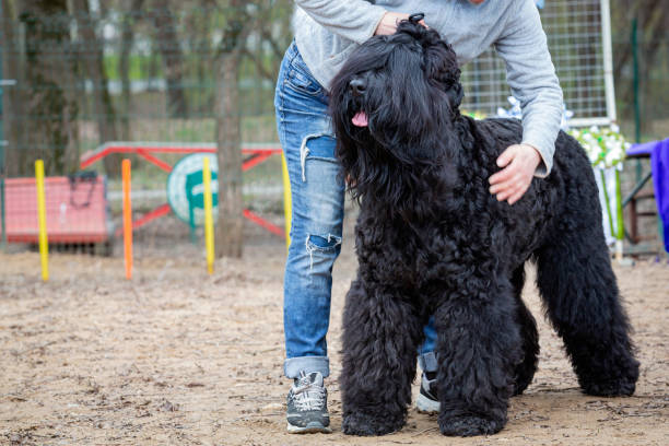 Black Russian Terrier at a dog show The Black Russian Terrier , also known as the Chornyi Terrier is a breed of dog created in USSR Kennel during the late 1940s and the early 1950s for use as military/working dogs. black russian terrier stock pictures, royalty-free photos & images
