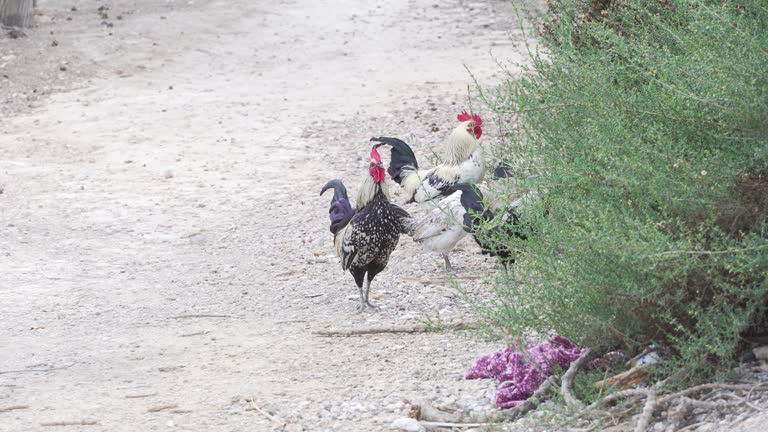 Roosters surrounding a hen in a field after escaping from the coop