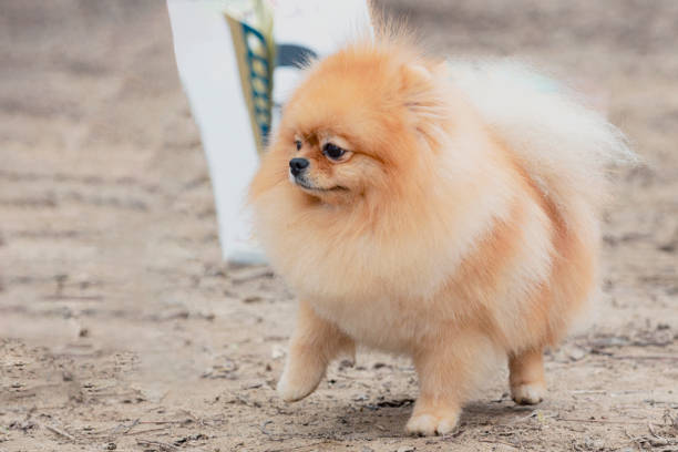 Dog grooming