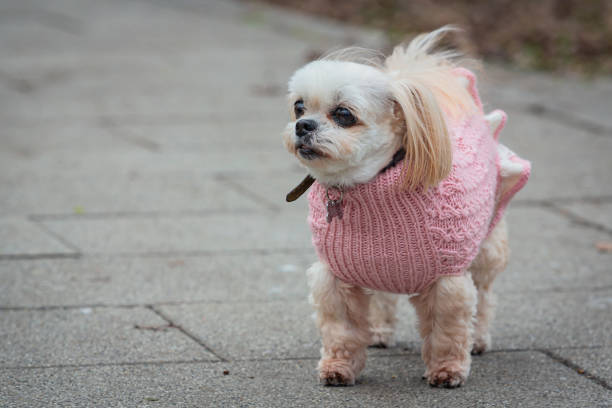istock A small shih tzu dog stands on a path in the park. 2149570618