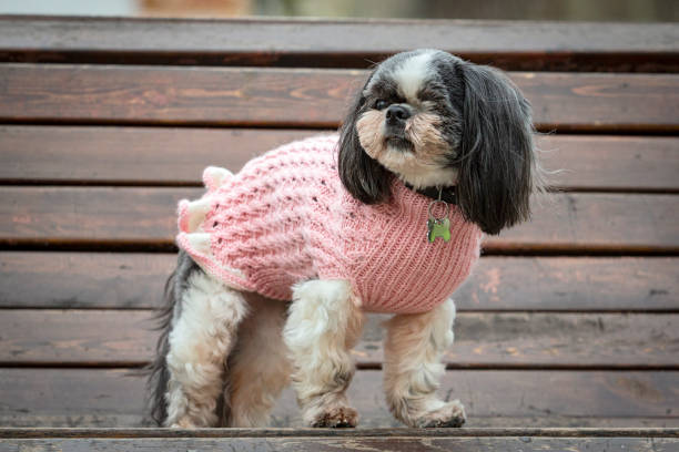 istock A small shih tzu dog stands on a park bench. 2149570646