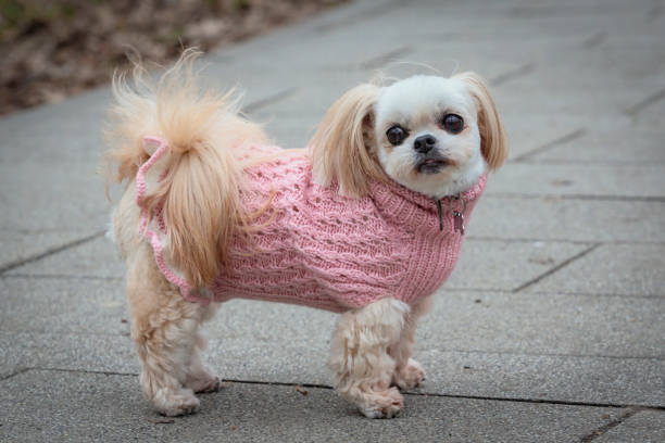 istock A small shih tzu dog stands on a path in the park. 2149570662